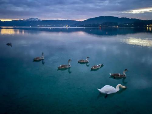 IMAGE 2024-10-03 03:10:58