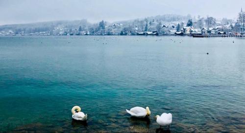 IMAGE 2024-10-03 03:11:02