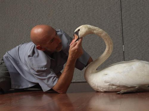 Schwan-Alex-10-24-©Michael-Maritsch_0160